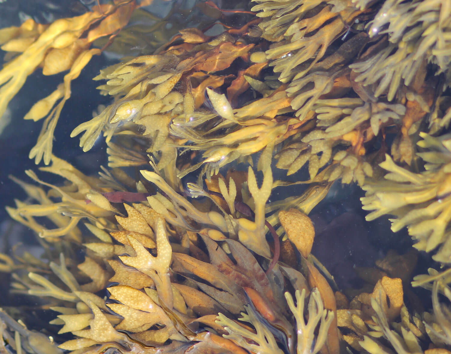 Atlantic kelp seaweed benefits scalp and hair