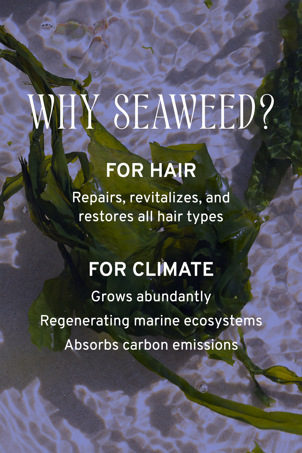 the benefits of seaweed for hair and climate 