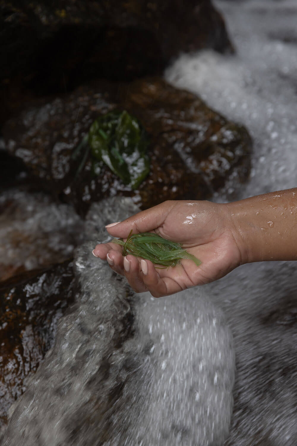 Hand of a woman harvesting seaweed